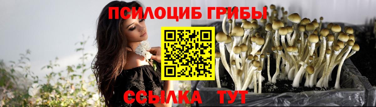Нововоронеж  Галлюциногенные грибы Psilocybe  Вход с VPN 